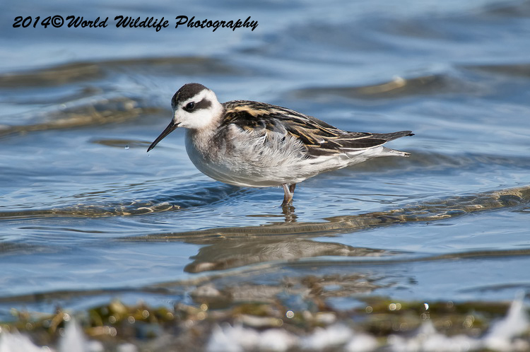 Shore Birds