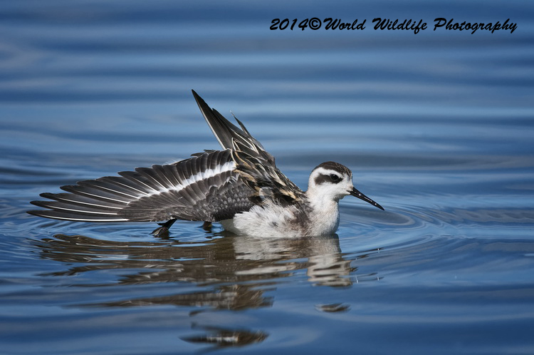 Shore Birds