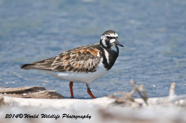 Shore Birds