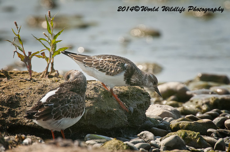 Shore Birds