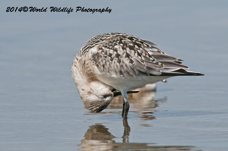 Shore Birds