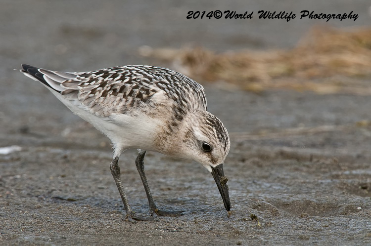 Shore Birds