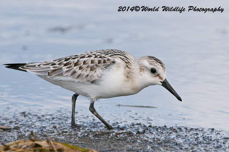 Shore Birds