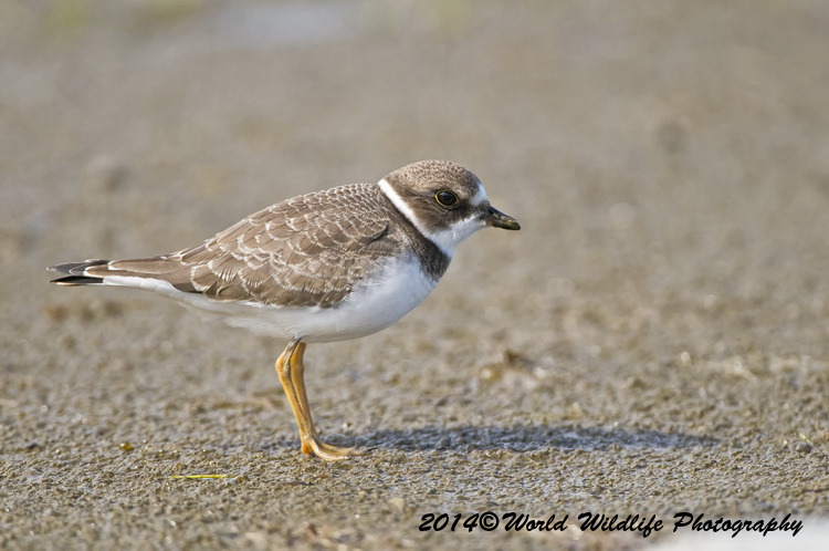 Shore Birds