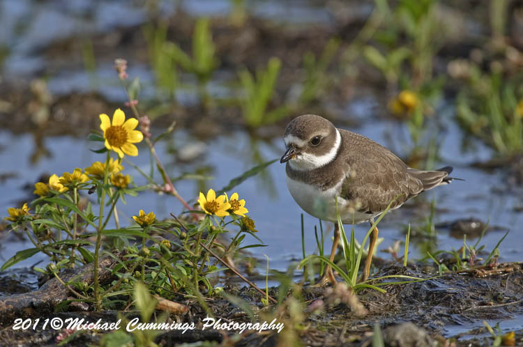 Shore Birds