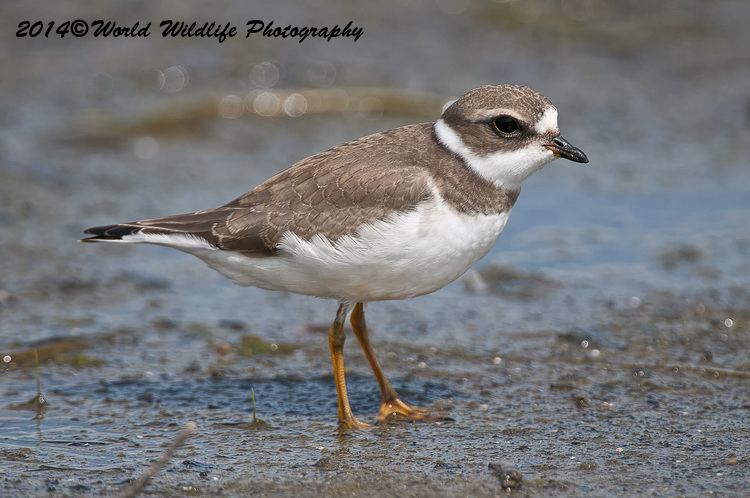 Shore Birds