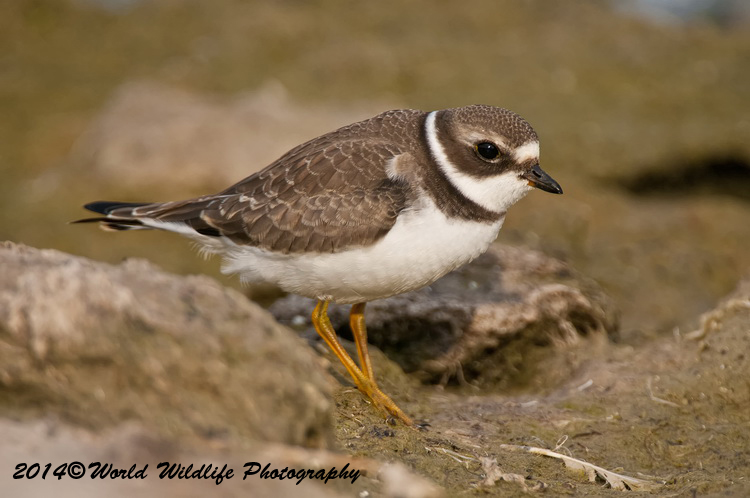 Shore Birds
