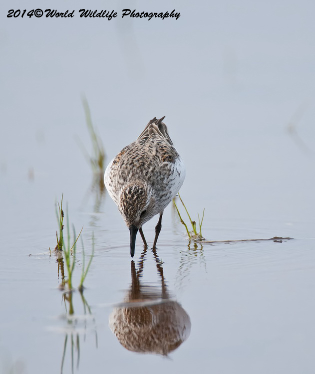 Shore Birds