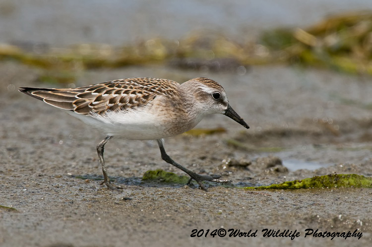 Shore Birds
