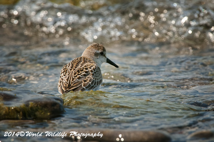 Shore Birds