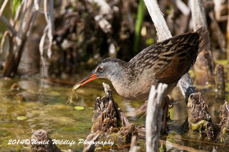 Shore Birds
