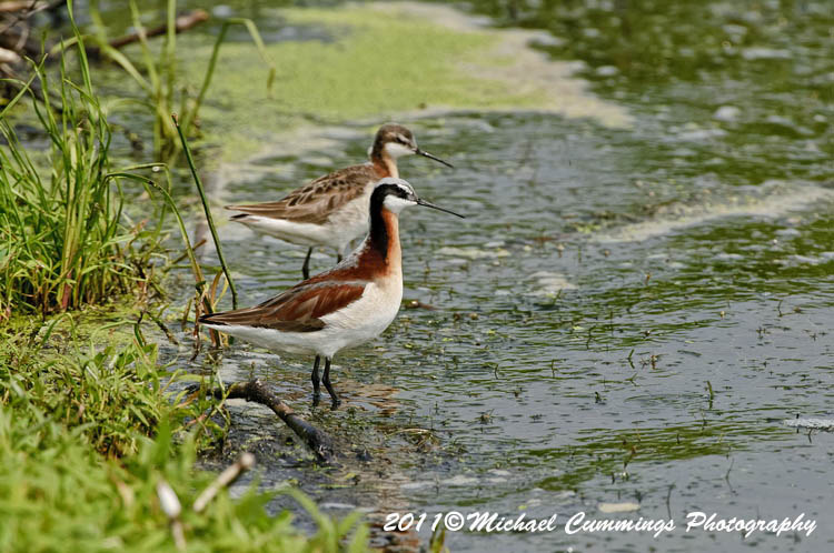 Shore Birds