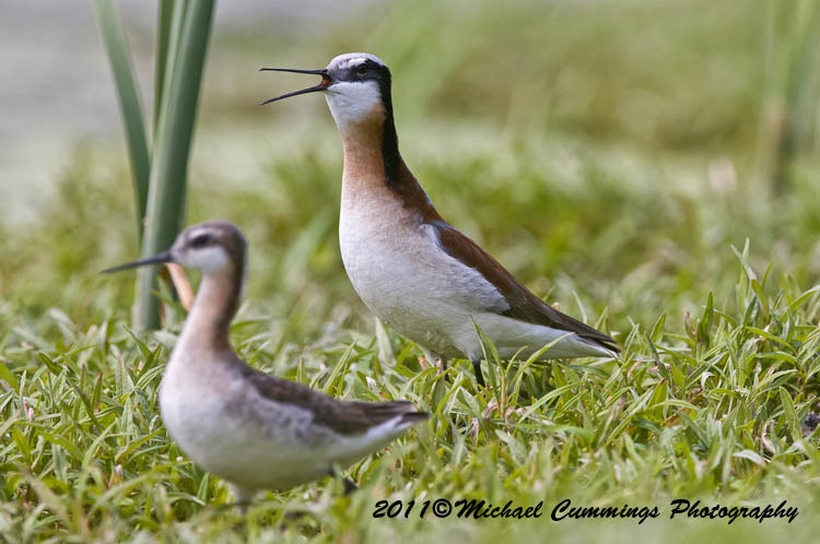 Shore Birds