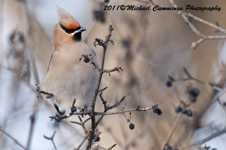 Small Birds