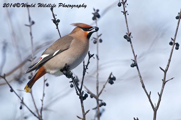Small Birds