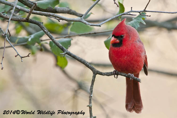 Small Birds
