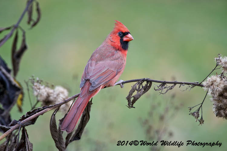 Small Birds