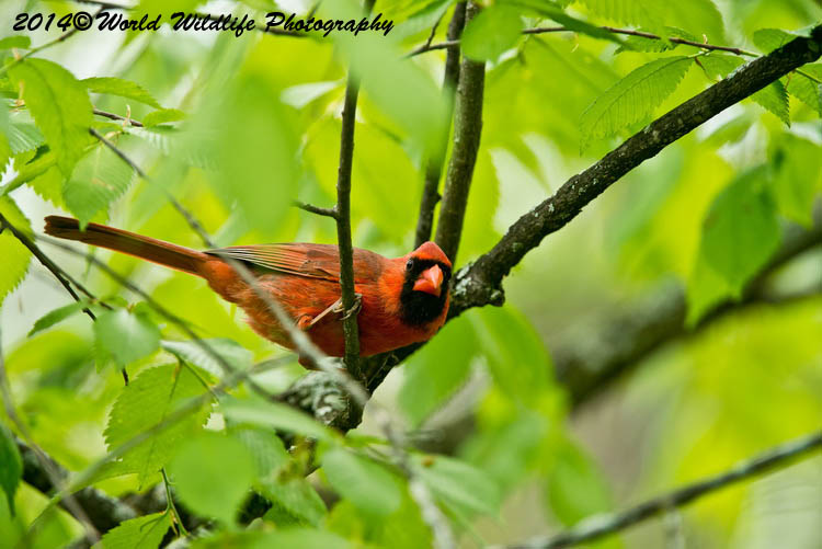 Small Birds