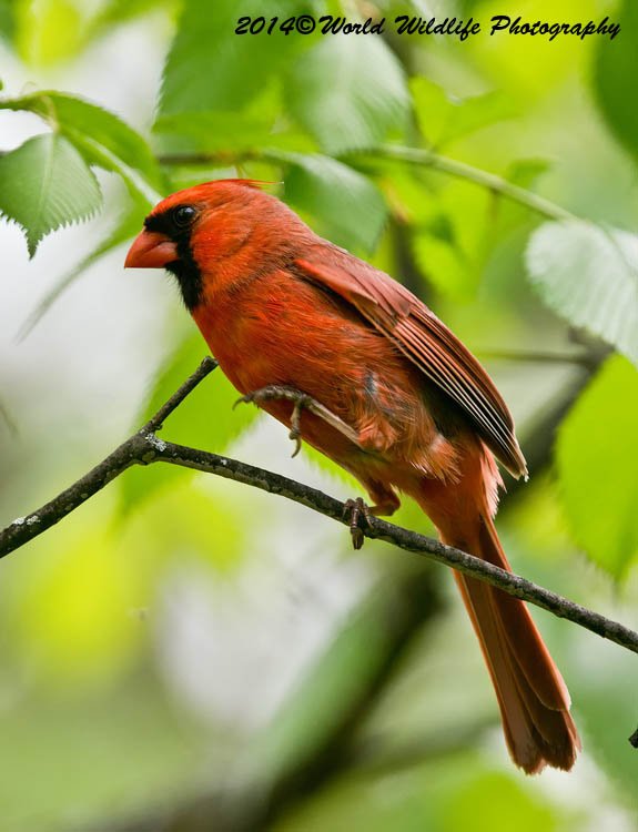 Small Birds