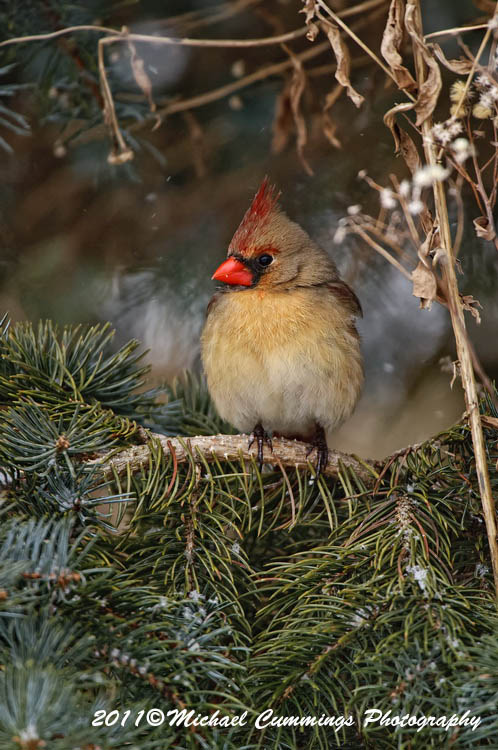 Small Birds