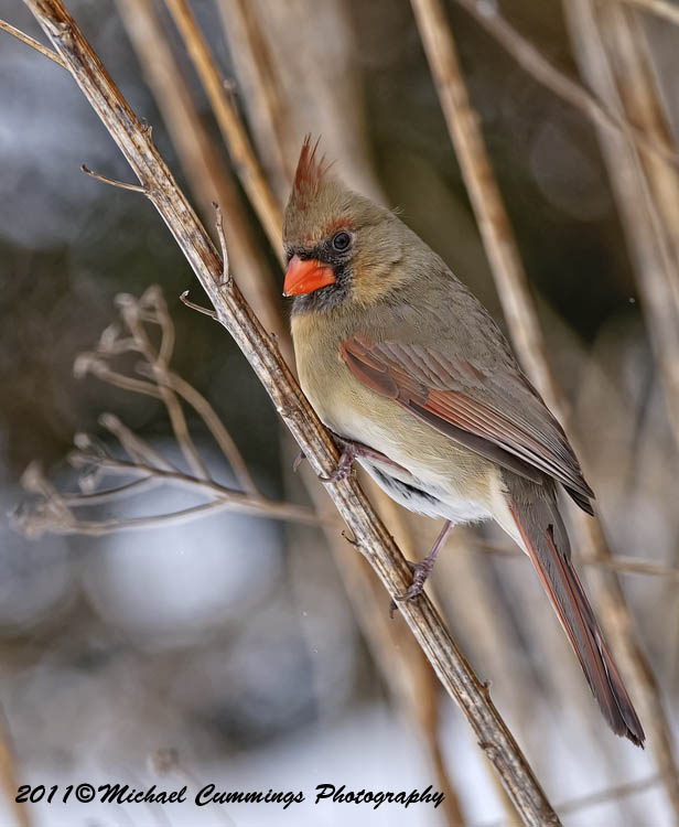 Small Birds