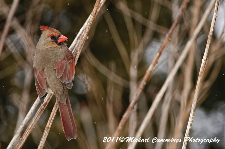 Small Birds