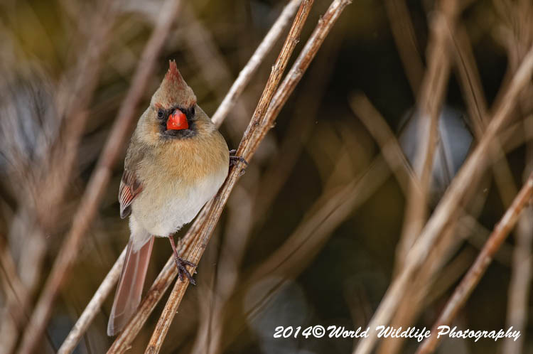 Small Birds