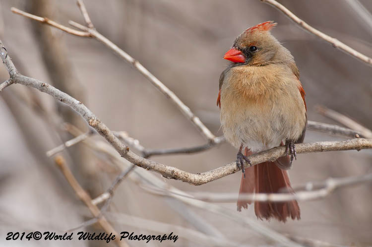 Small Birds