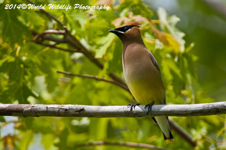 Small Birds