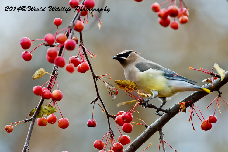 Small Birds