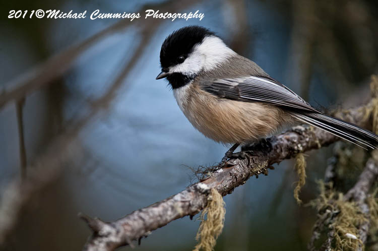 Small Birds