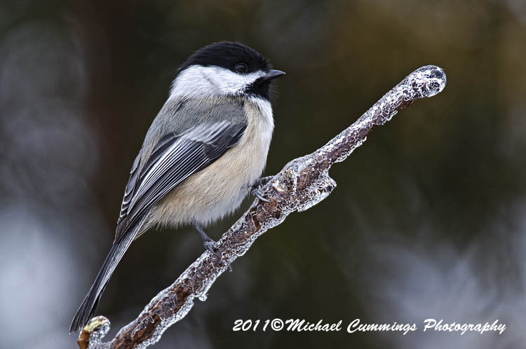 Small Birds