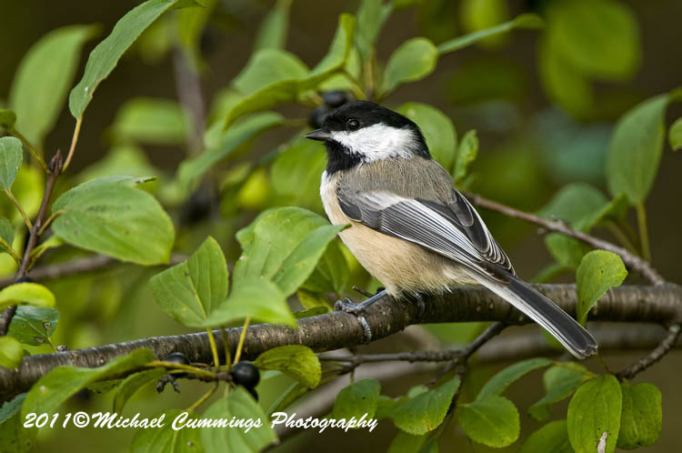 Small Birds