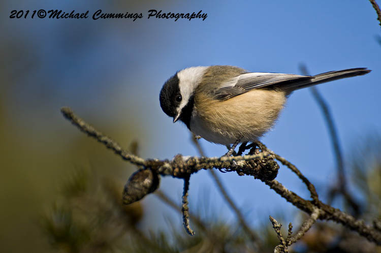 Small Birds