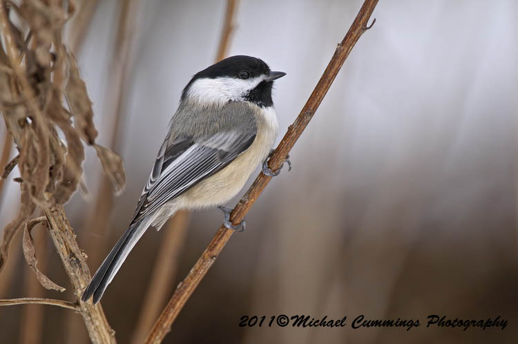 Small Birds