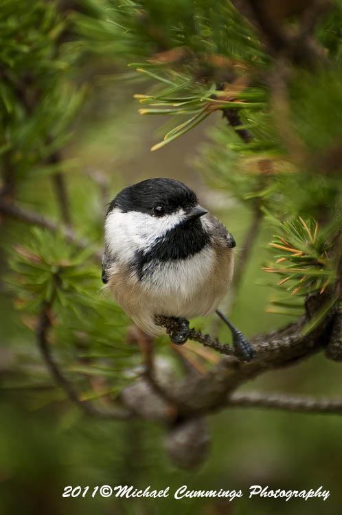 Small Birds