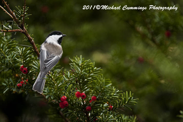 Small Birds