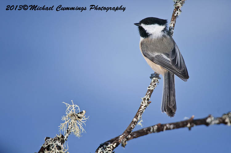 Small Birds