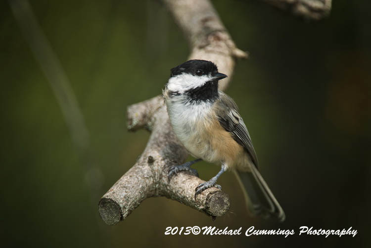 Small Birds