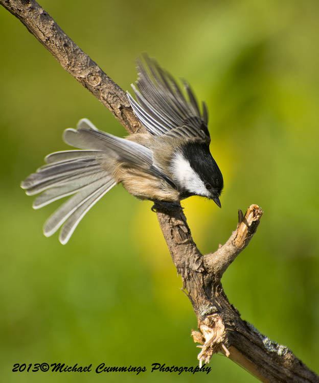 Small Birds
