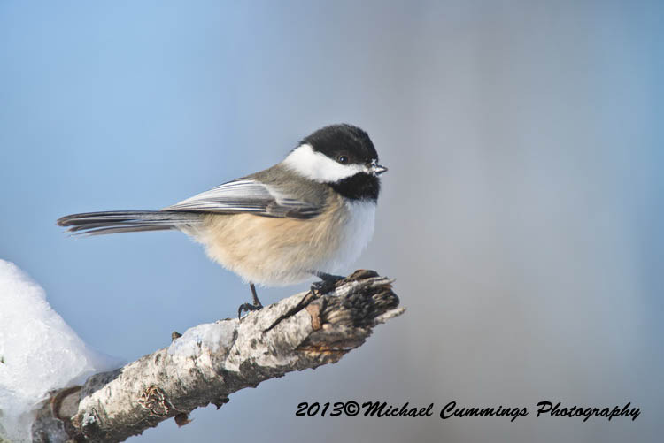 Small Birds