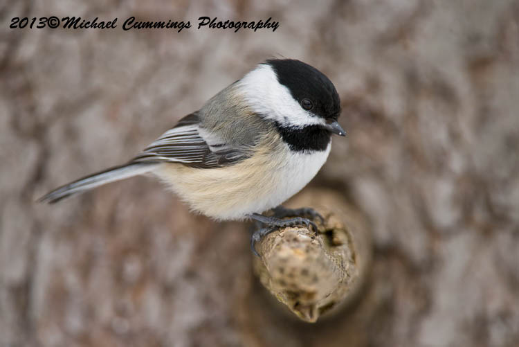 Small Birds