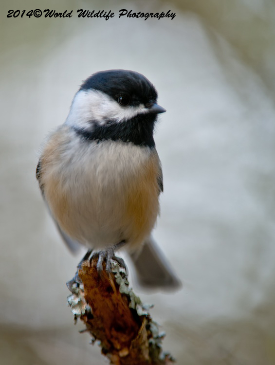 Small Birds