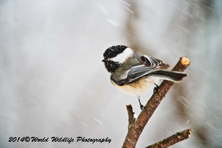 Small Birds