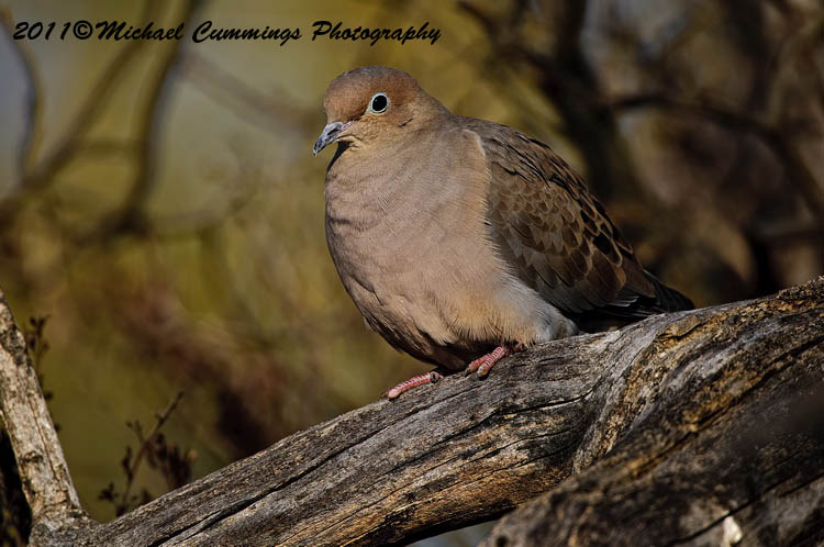 Small Birds
