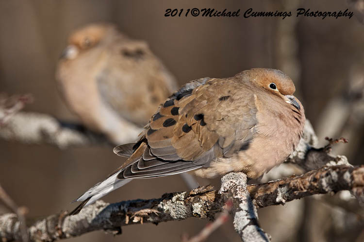Small Birds