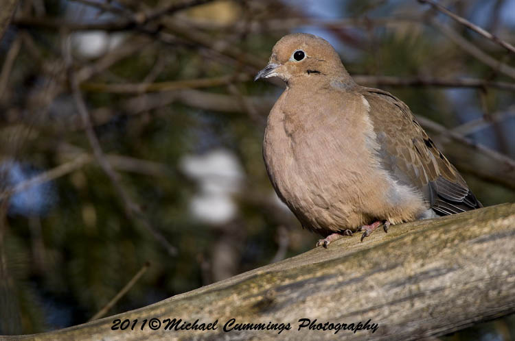 Small Birds