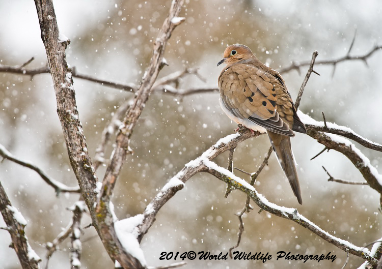 Small Birds