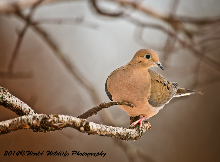 Small Birds