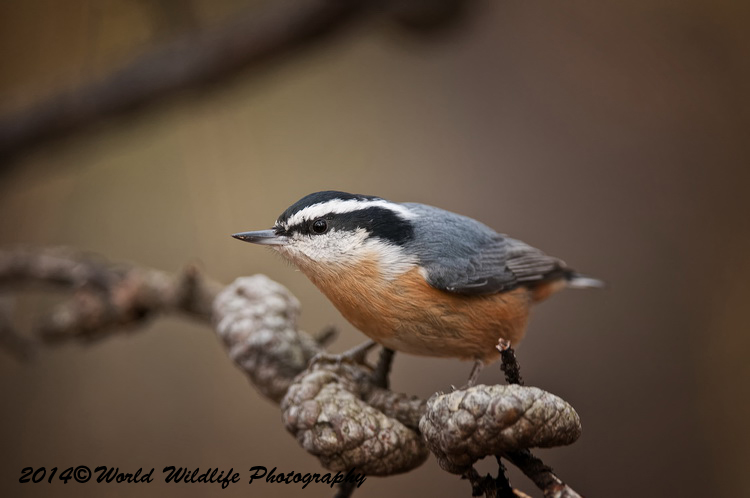 Small Birds